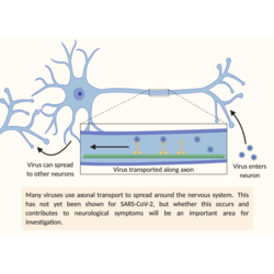 COVID-19 neuro fig