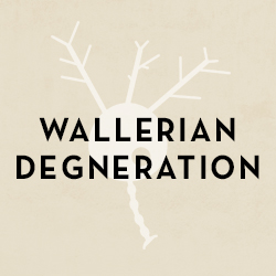 Wallerian Degeneration Square