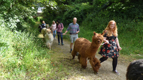 alpaca.jpg