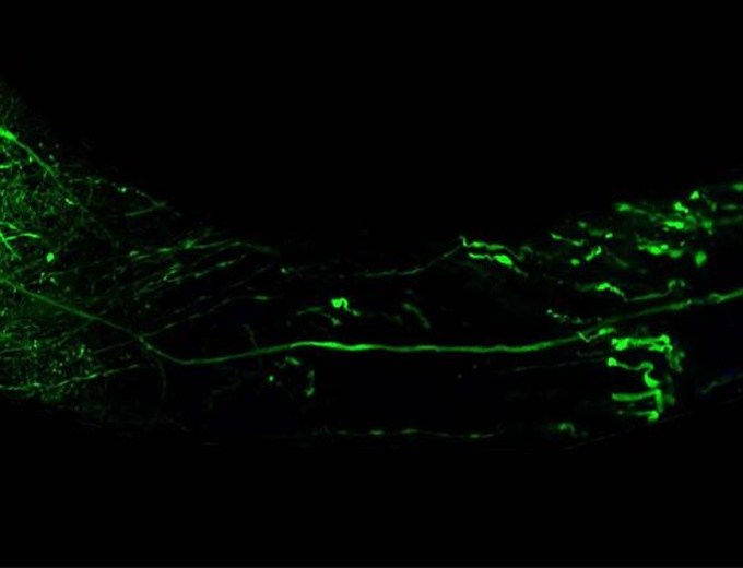 homepage-scipic